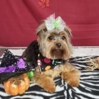 Small dog with a green bow sits beside Halloween decorations on a zebra-print blanket.
