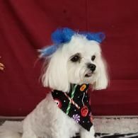 Small white dog with blue bows and a black patterned bandana, sitting against a red backdrop.