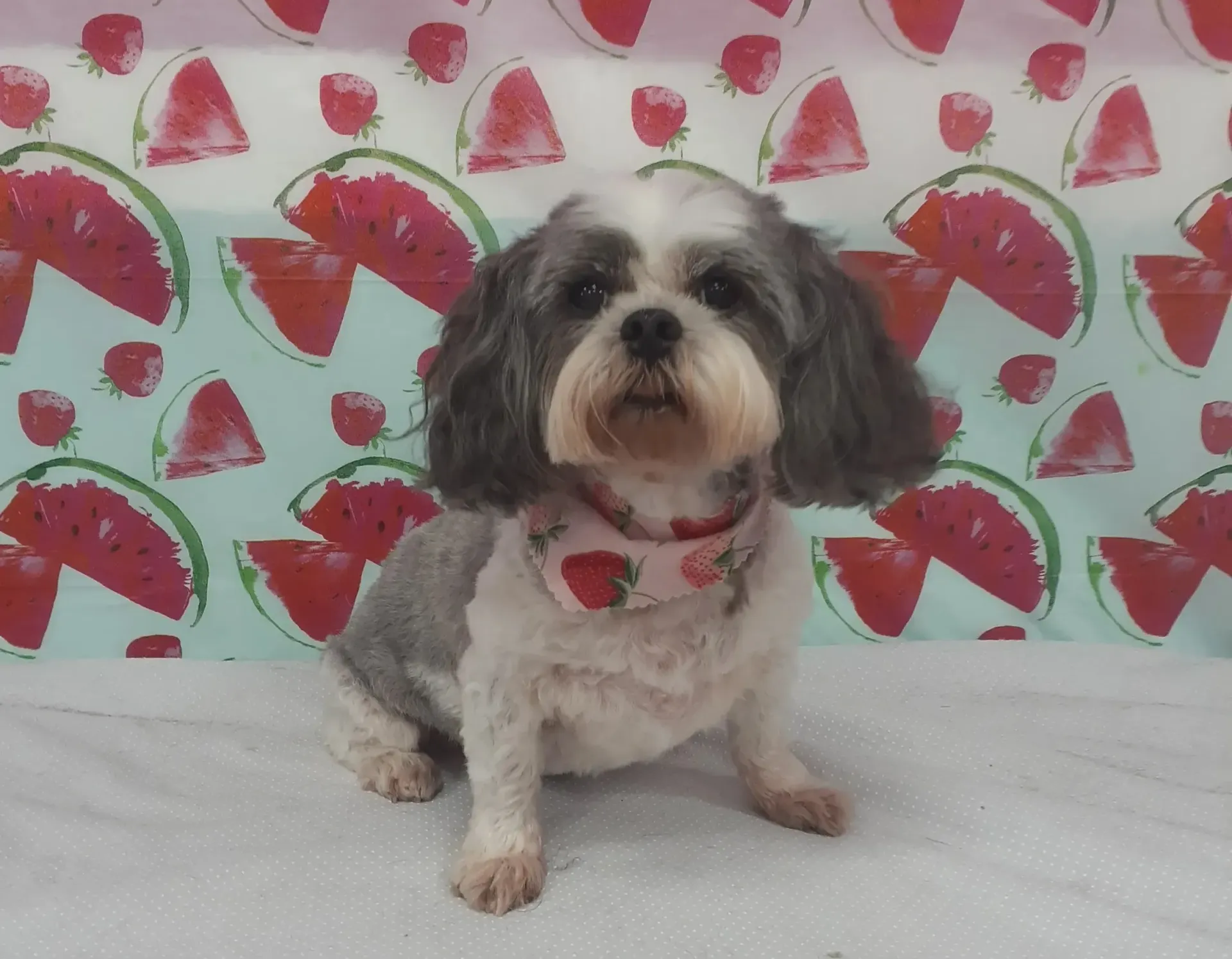Small black-and-white dog sitting on a white surface in front of a strawberry-patterned backdrop.