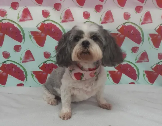 Small black-and-white dog sitting on a white surface in front of a strawberry-patterned backdrop.
