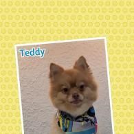 Small fluffy brown dog wearing a colorful bandana, labeled “Teddy,” against a yellow patterned background.