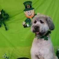 Small white-and-gray dog wearing a green shamrock collar in front of a bright green St. Patrick’s Day backdrop