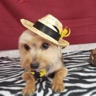Small tan dog wearing a straw hat with a black ribbon, lying on a zebra-print blanket