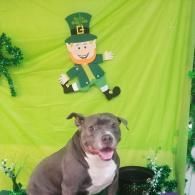 Gray-and-white dog sitting in front of a bright green St. Patrick’s Day backdrop with a leprechaun cutout