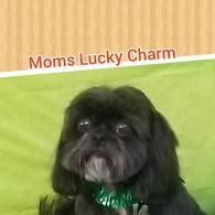 Small black dog wearing a green collar under the text “Moms Lucky Charm”