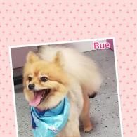 Small fluffy tan dog wearing a blue bandana, panting and smiling against a pink background.