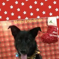 Black dog with tongue out in front of Christmas decorations and a “Merry Christmas” sign
