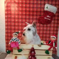 White dog in a festive holiday scene with red plaid backdrop and Christmas decorations
