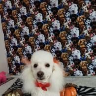 Small white dog with a red bow sitting on a bed in front of a patterned background