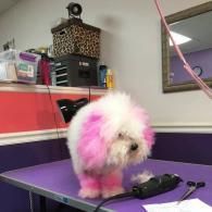 Small fluffy white dog with pink-dyed fur standing on a purple grooming table.