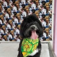 Black dog with pink tongue and green bandana sitting against a colorful patterned wall.