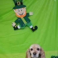 Dog in front of a green backdrop with a smiling leprechaun decoration hanging above