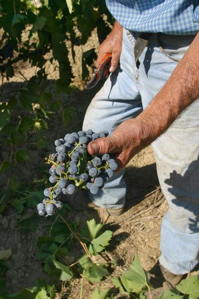 Sangiovese grapes for Montalcino wine