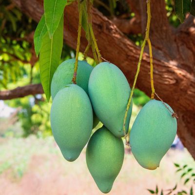 กลุ่มพืชสวน