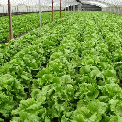 กลุ่มผัก