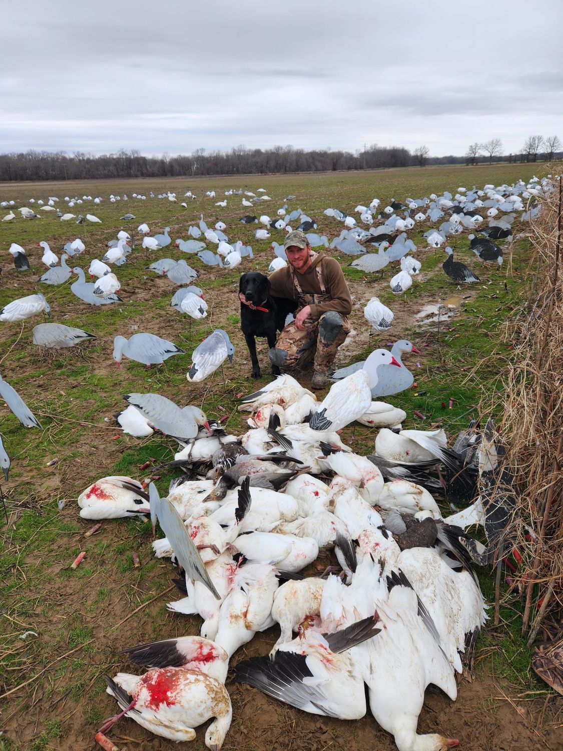 Hunter with black dog kneels beside a pile of harvested white snow geese on a grassy field surrounded by decoys.