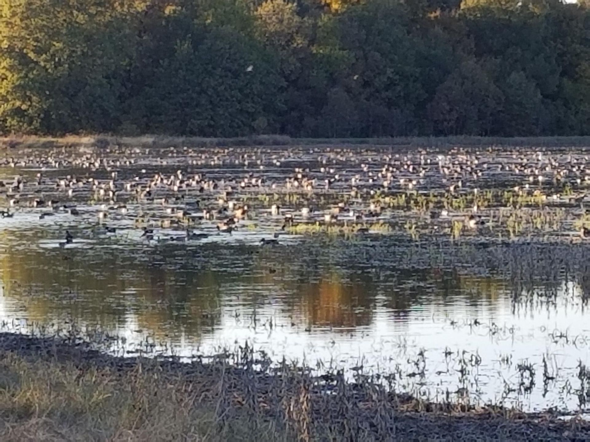 A large body of water with hundreds of birds resting on it, with trees in the background.
