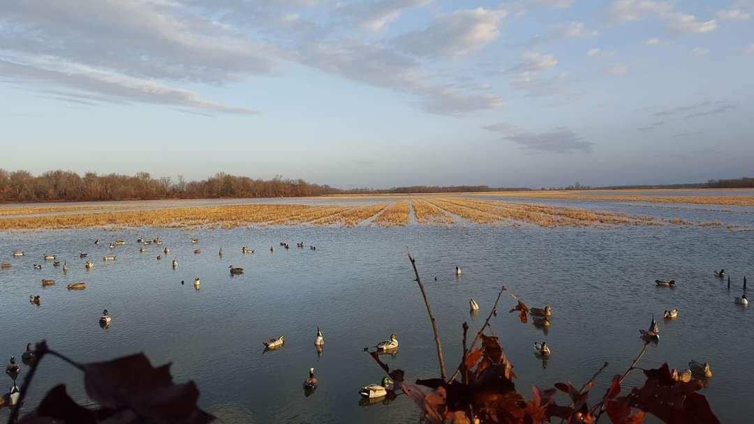Ducks floating on water, brown marsh in background under blue cloudy sky.