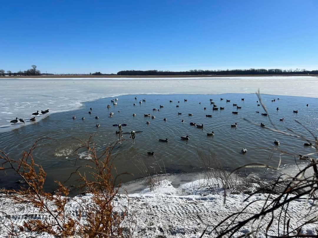 Ducks swimming in open water of a partially frozen lake on a sunny day. Snowy bank in the foreground.