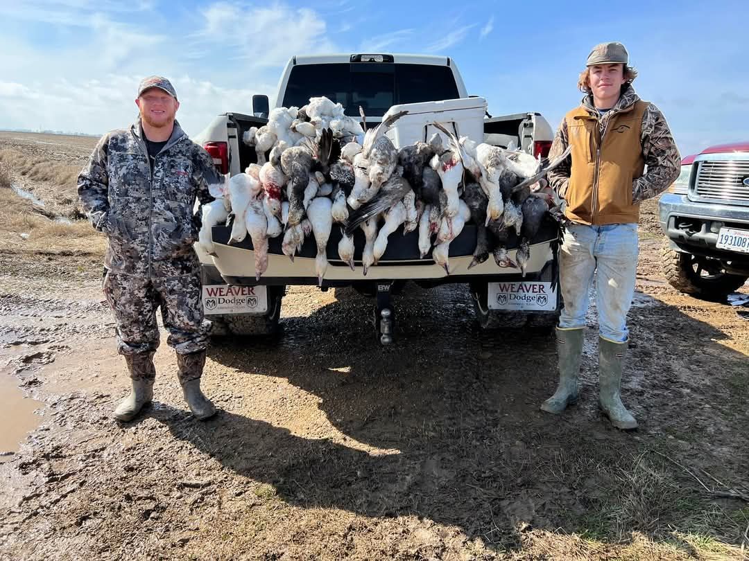 Two men stand by a truck bed overflowing with ducks, in a muddy field on a sunny day.