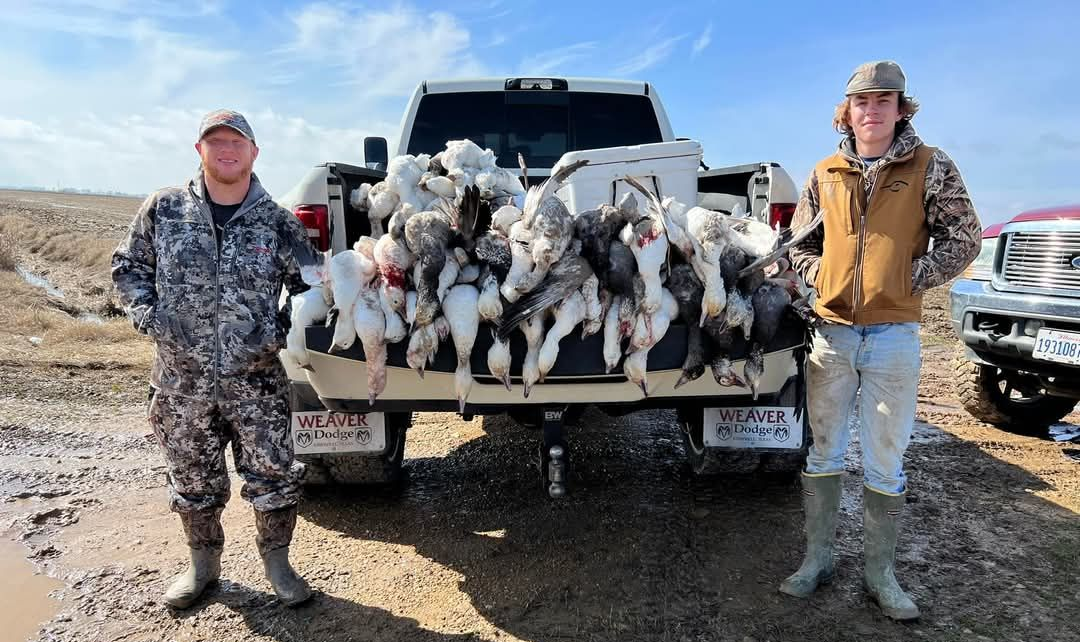 Large flock of snow geese in a snowy field, with a blurred background of brown reeds.