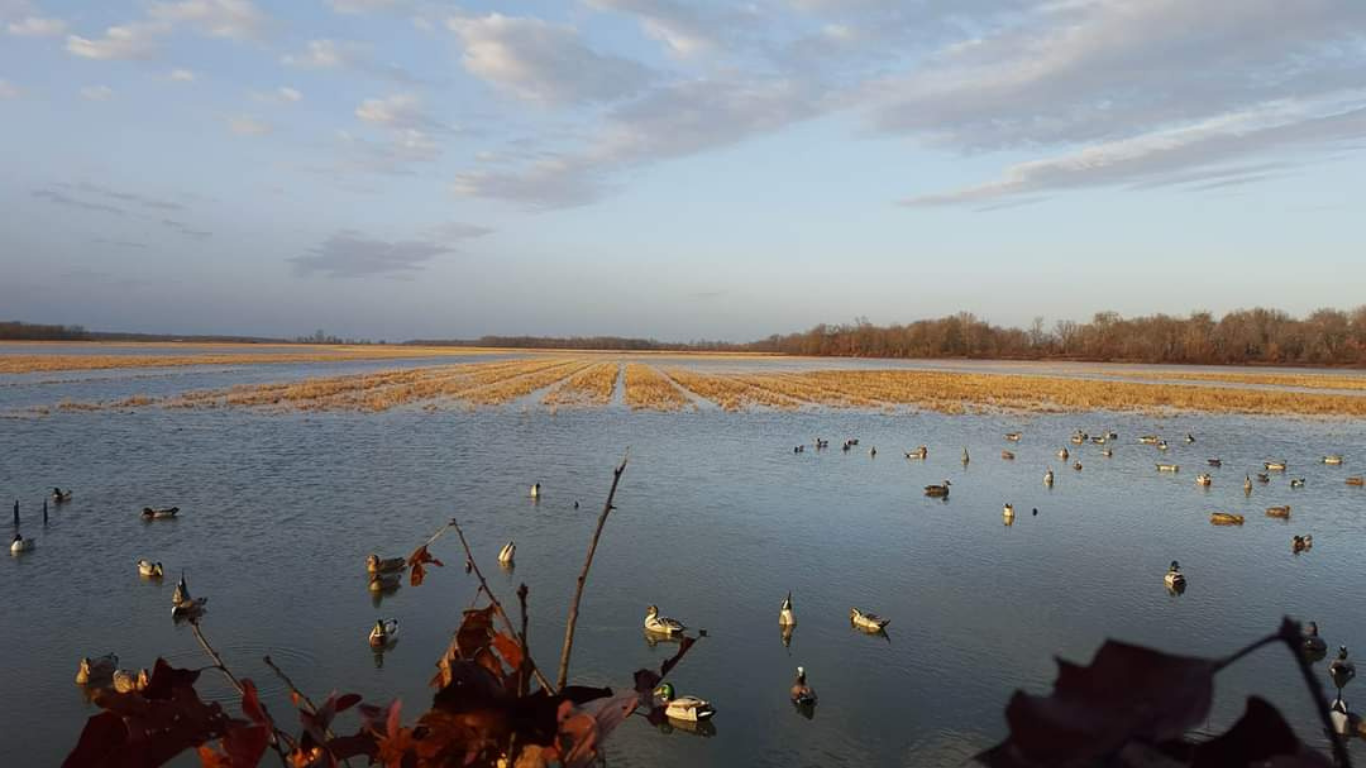 Ducks in water; field with rows of dead crops; cloudy sky.