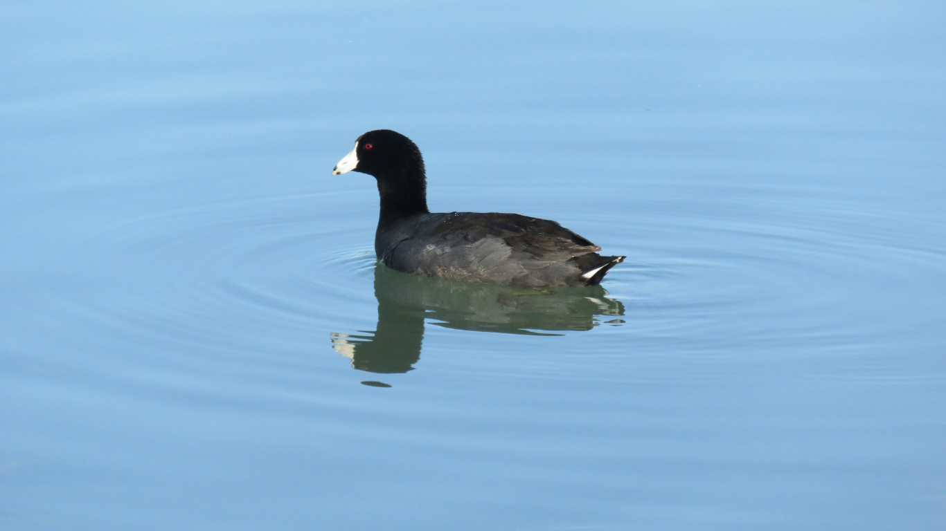 Black coot with white bill and frontal shield swims on blue water, reflected below.