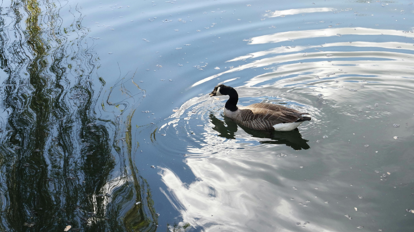 Goose swimming in rippled water, surrounded by dark shadows.