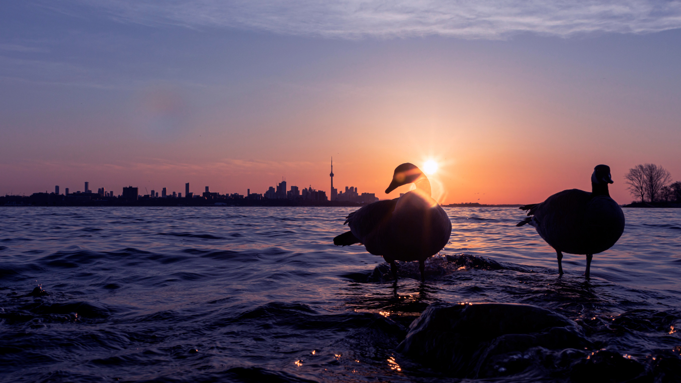 Ducks silhouetted in water at sunset, Toronto skyline in background. Orange sun, purple water.