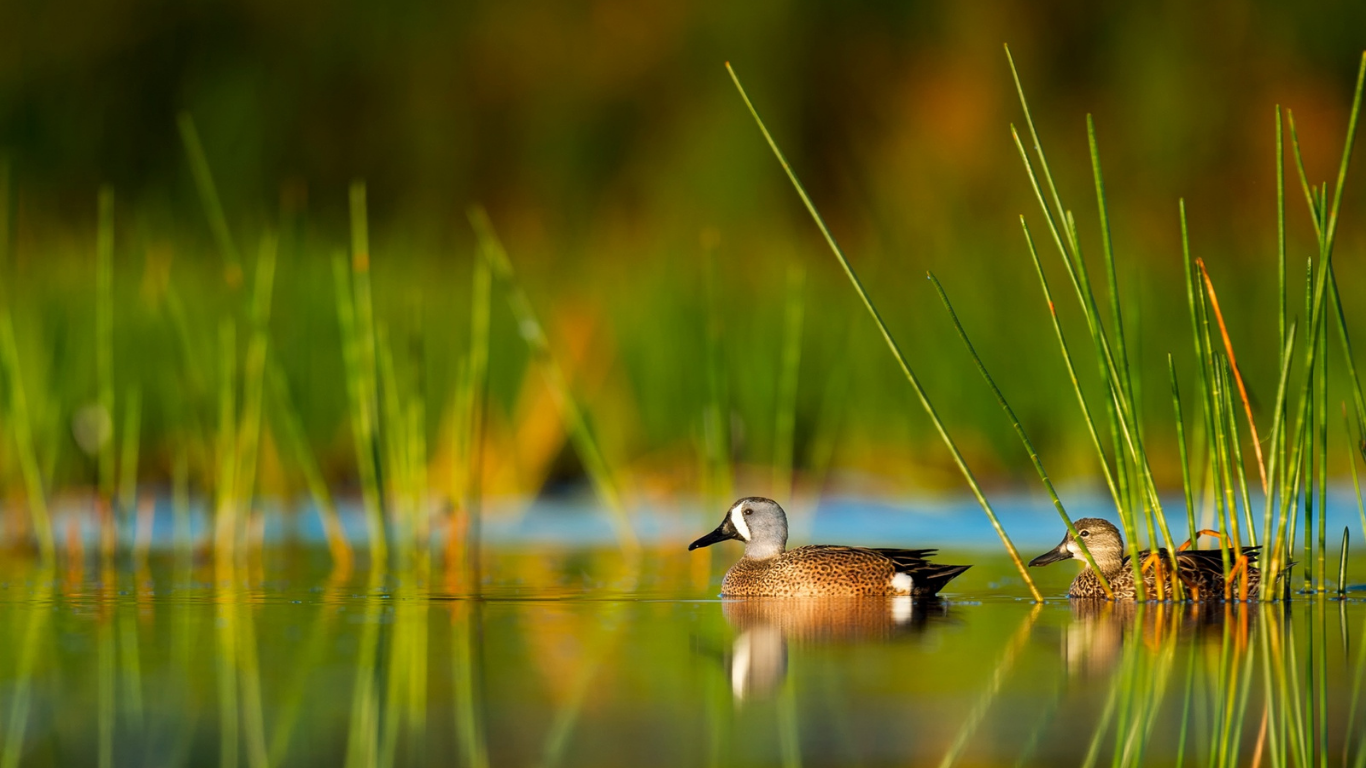 Two ducks swim on water, reflections visible, tall green grass in the background.