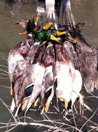 Dead ducks hanging from the legs, brown and green feathers, yellow beaks, water and branches visible.
