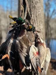 Hunted ducks hanging from a tree, displayed outdoors. Feathers and color variations visible.