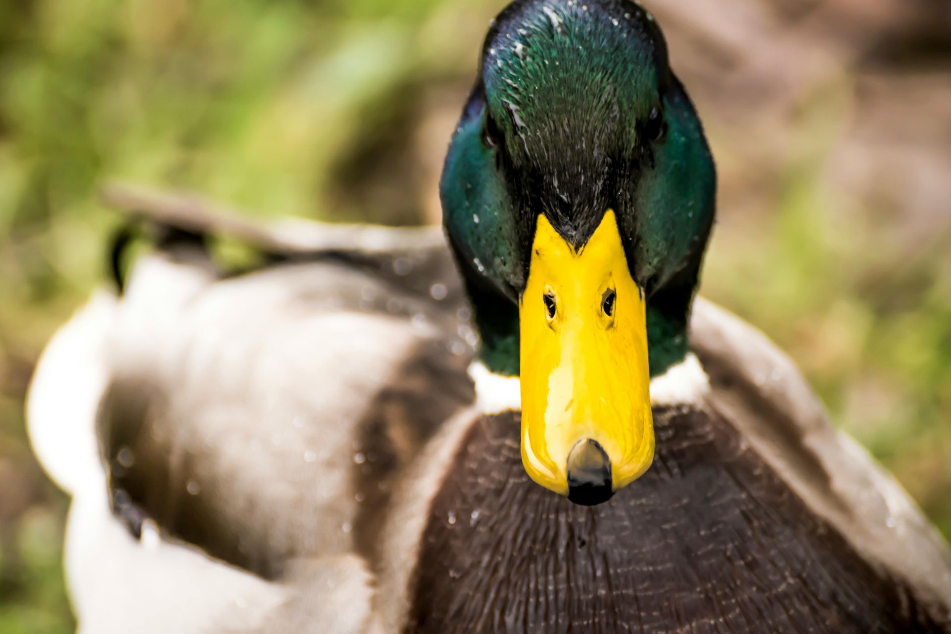 Mallard duck with bright yellow beak and green head, looking directly at the viewer.