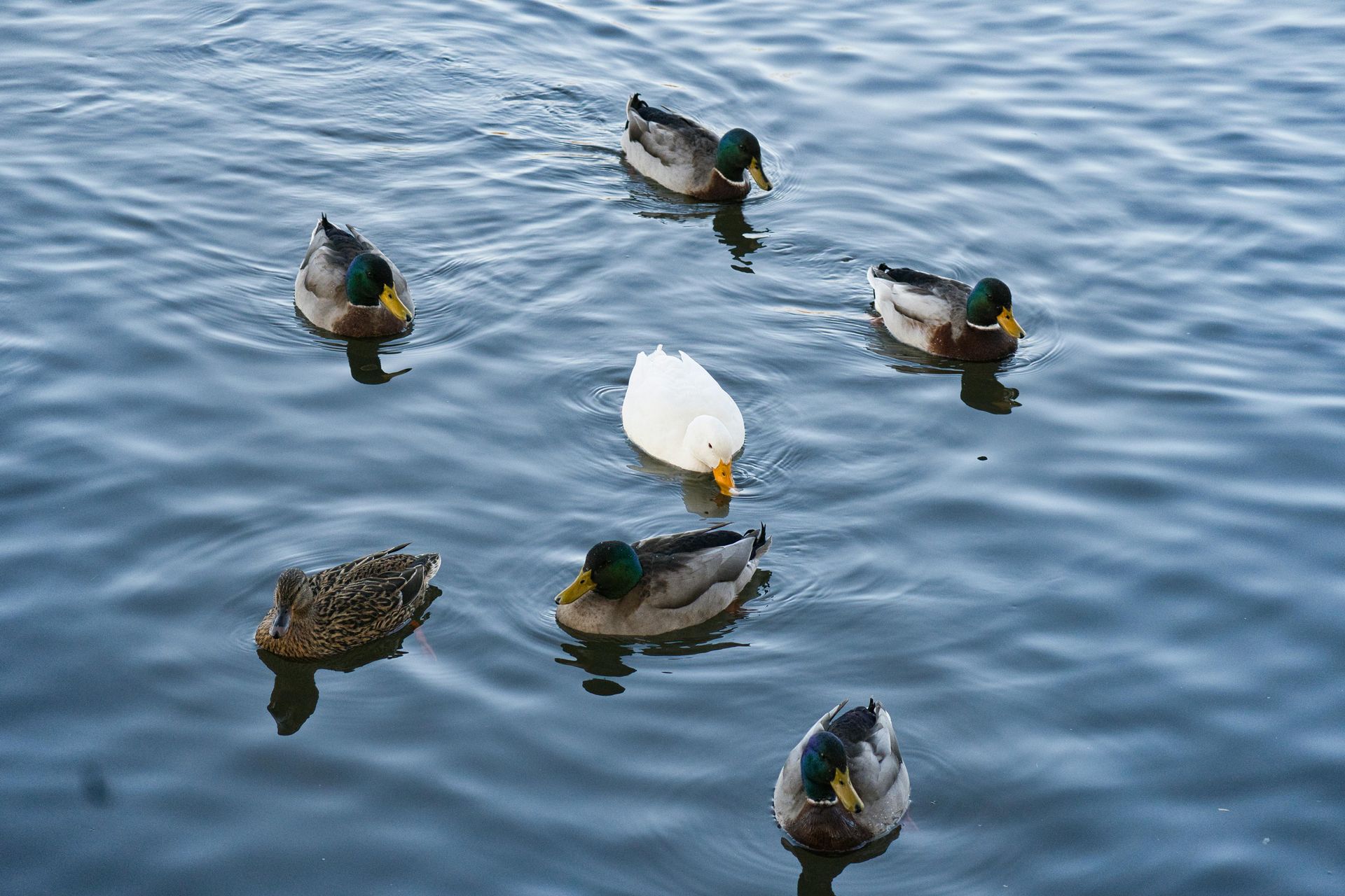 Ducks swimming in water, six brown and one white duck, serene blue water.