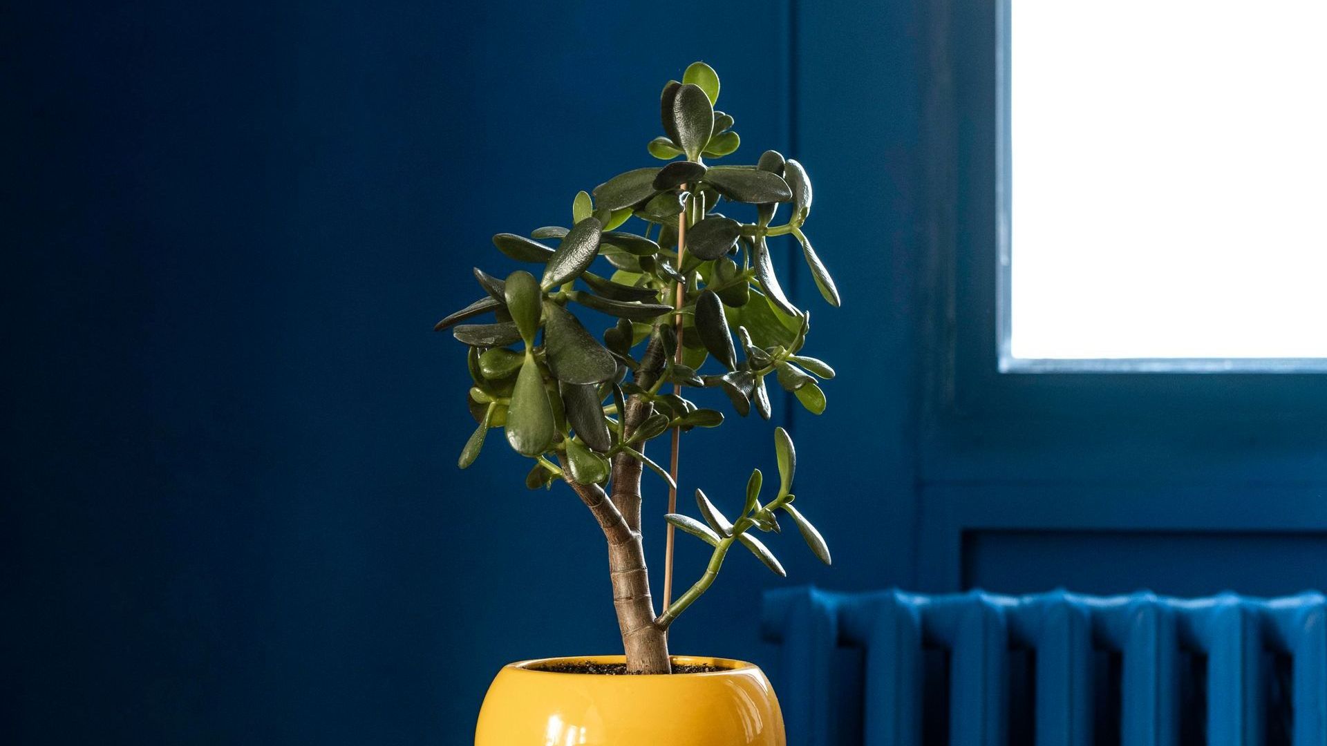 A yellow potted plant is sitting on a small table.