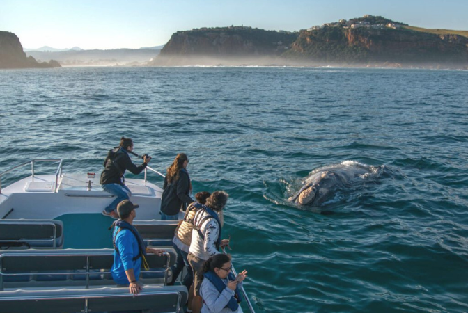 People on a boat watch a gray whale surface in the ocean near a rocky coastline.