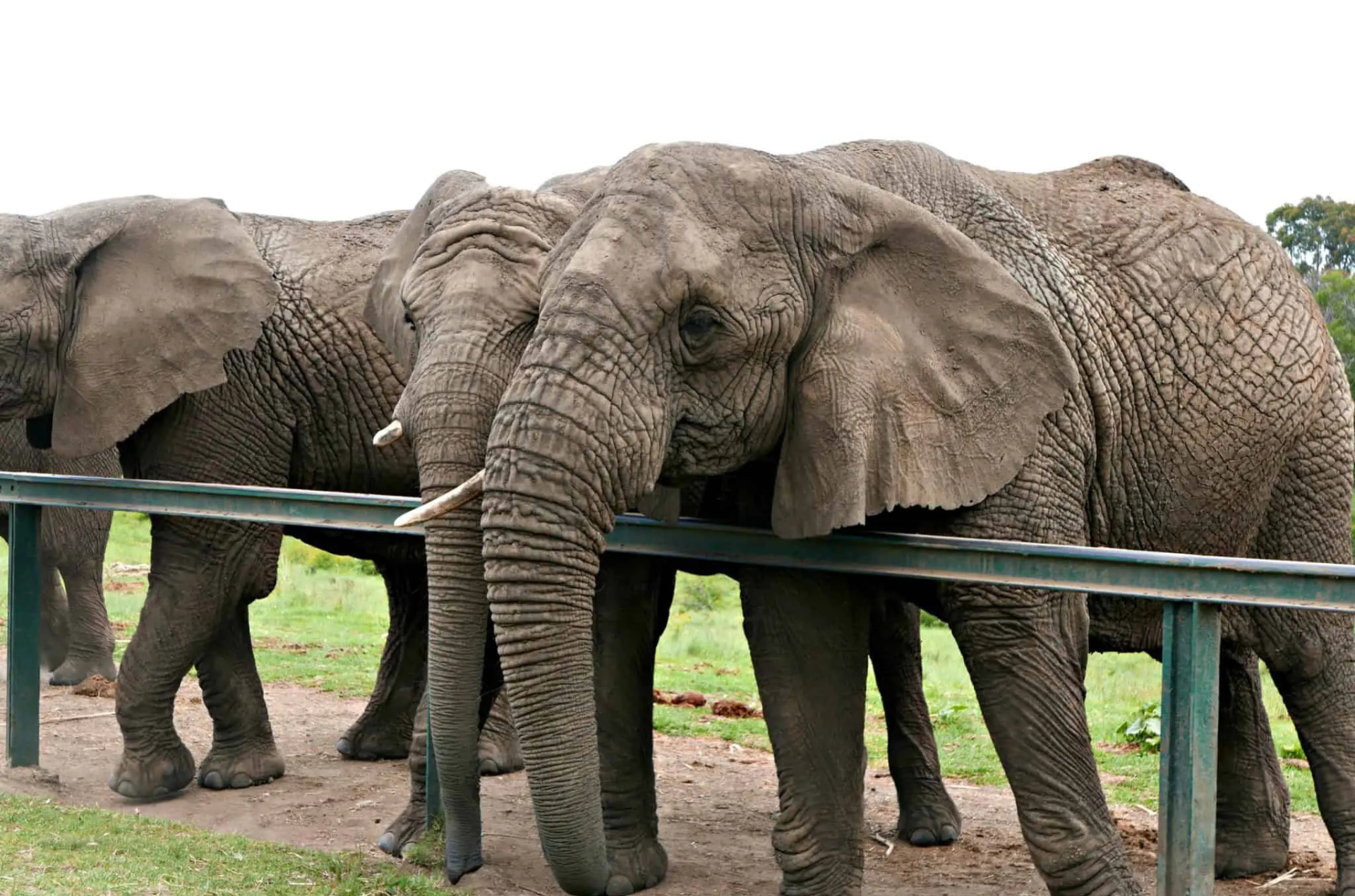 Elephants stand behind a metal fence, some with trunks touching the bars.