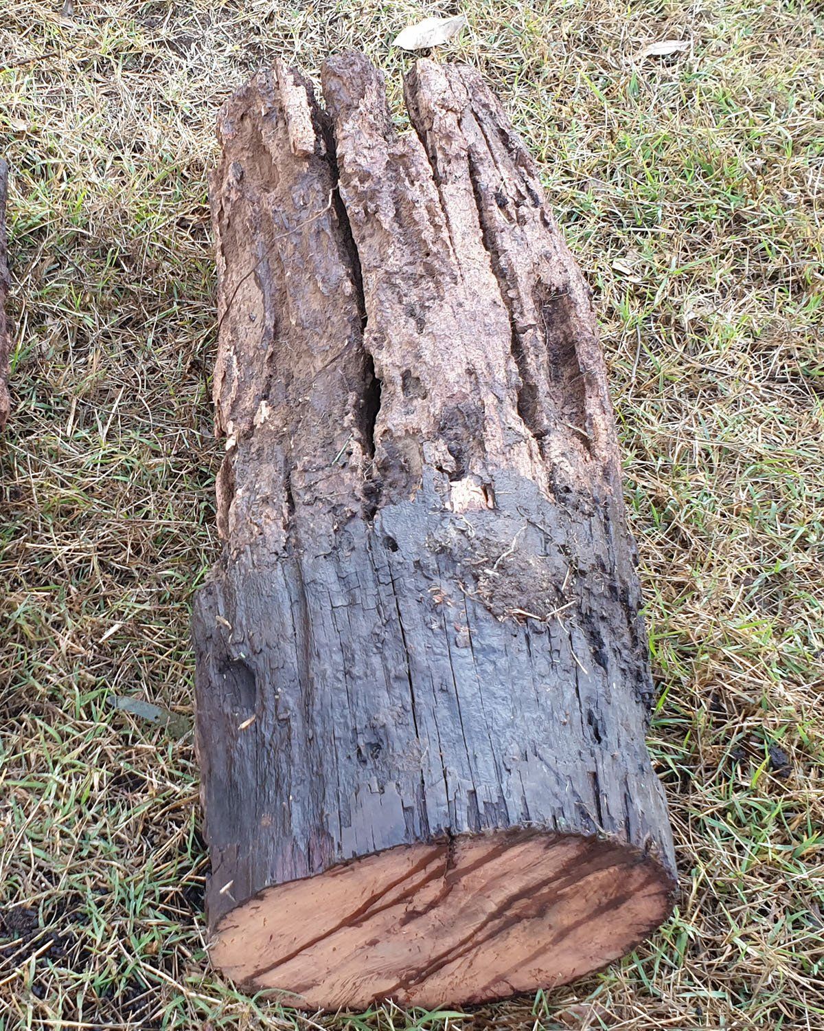 Damaged Wooden Stump — Toowoomba House Restumping in Toowoomba, QLD