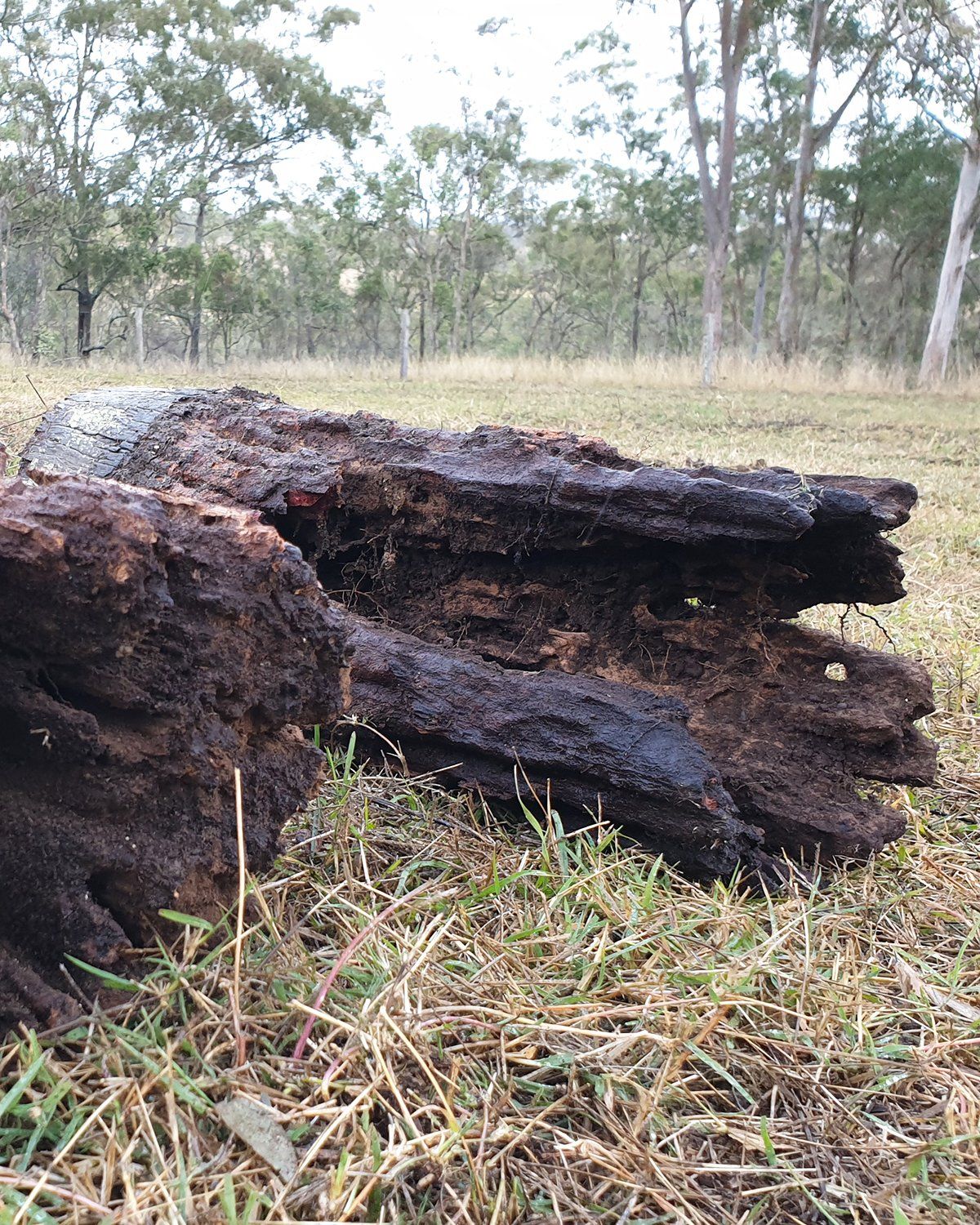 Old Stump — Toowoomba House Restumping in Toowoomba, QLD