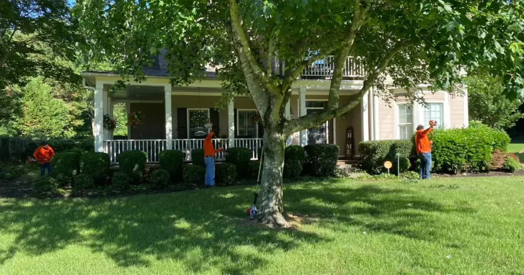 Tree Service Fairfax Va