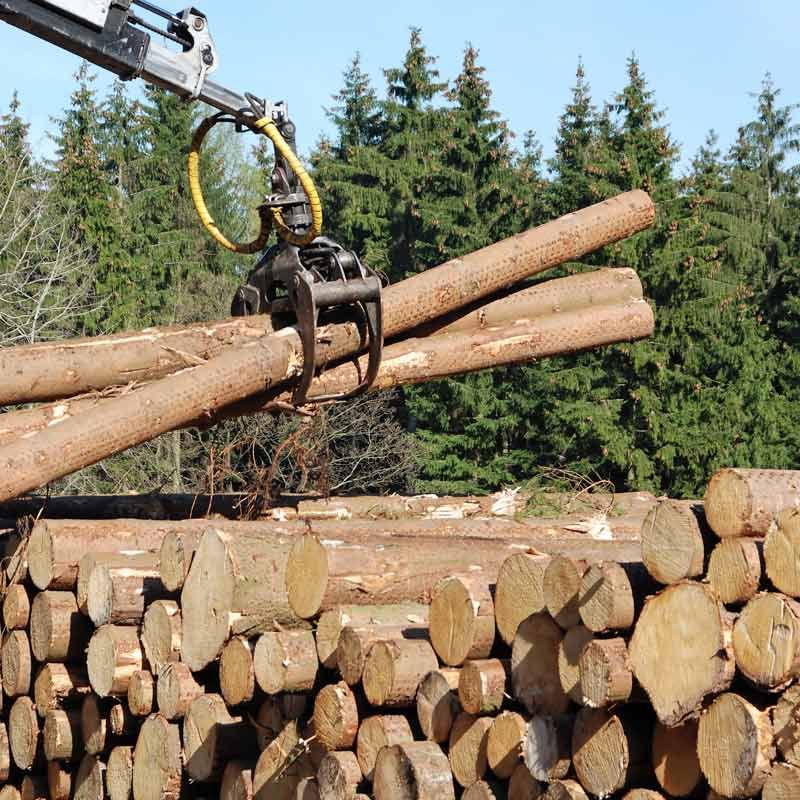 crane service for tree removal