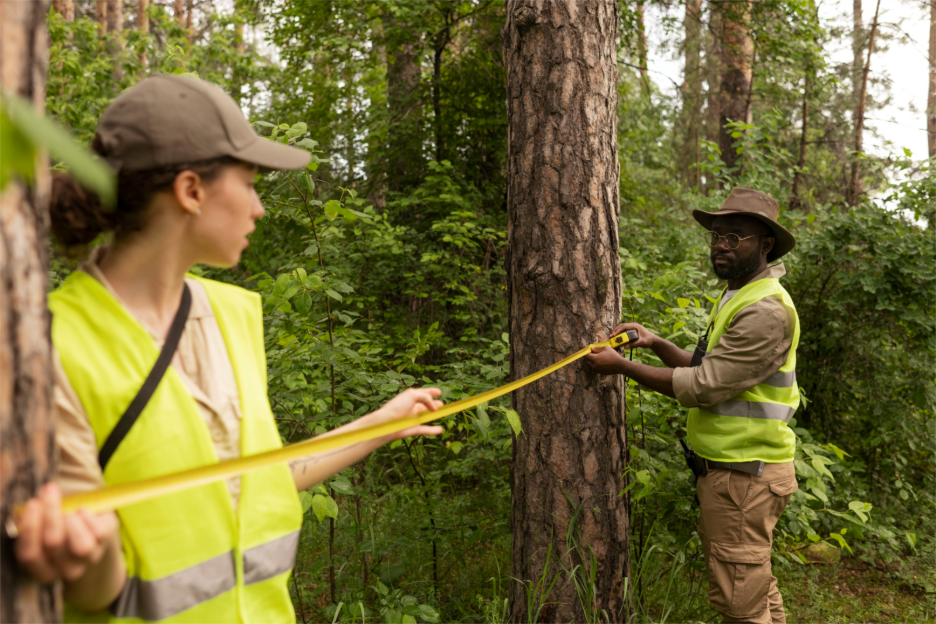 Emergency Tree Service