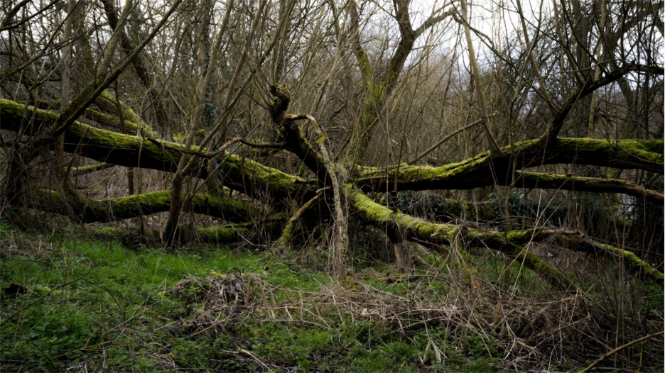 Tree Falls After a Storm in Stafford