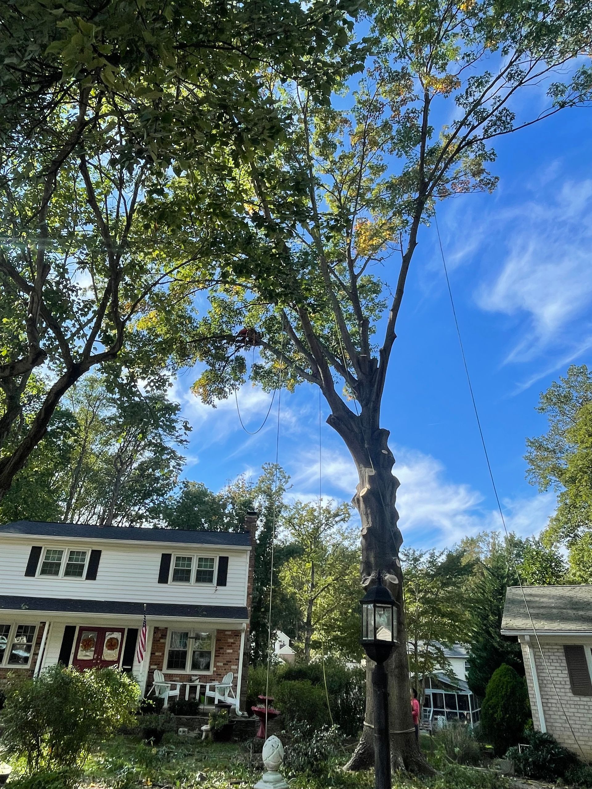 tree removal arlington va