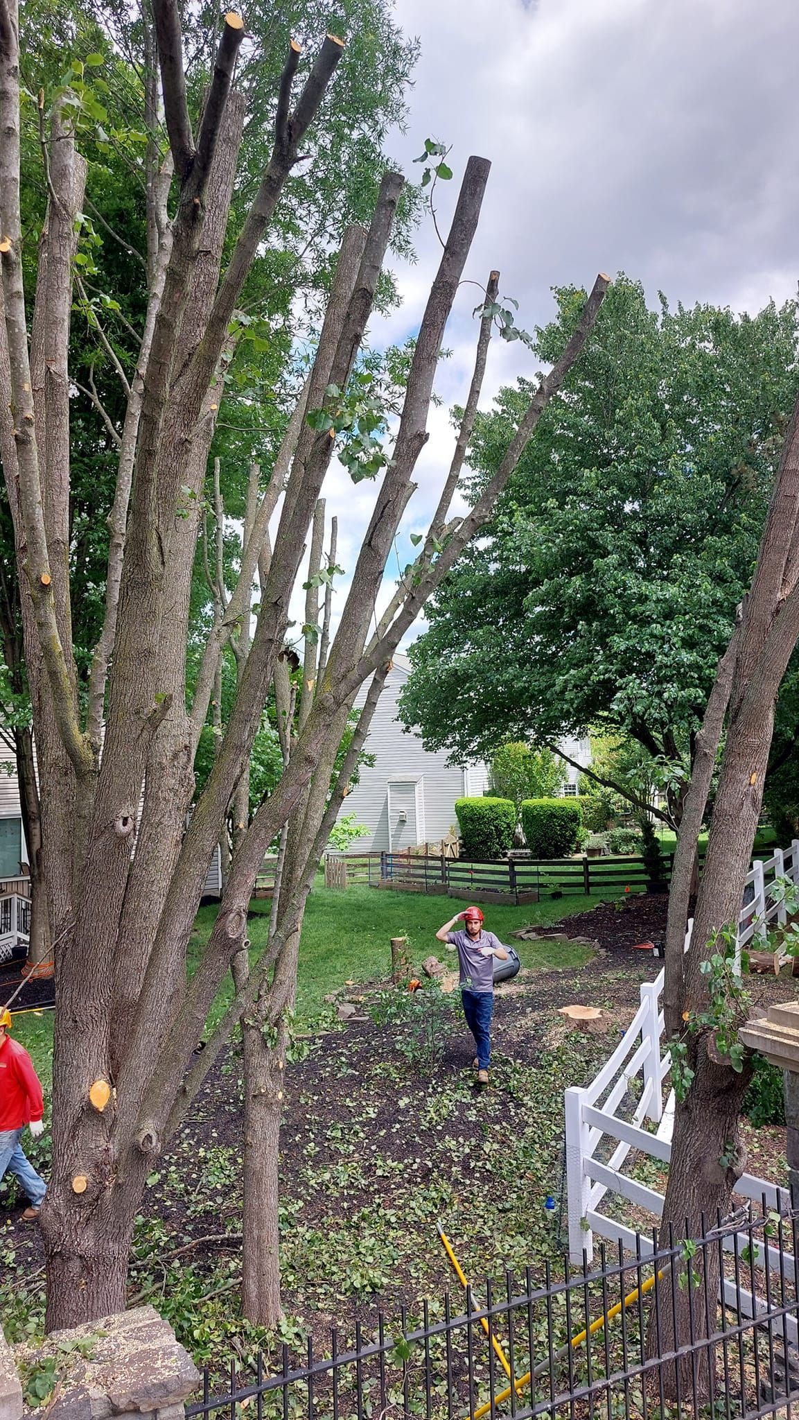 tree removal northern va