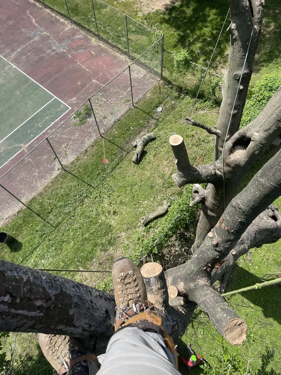 tree trimming