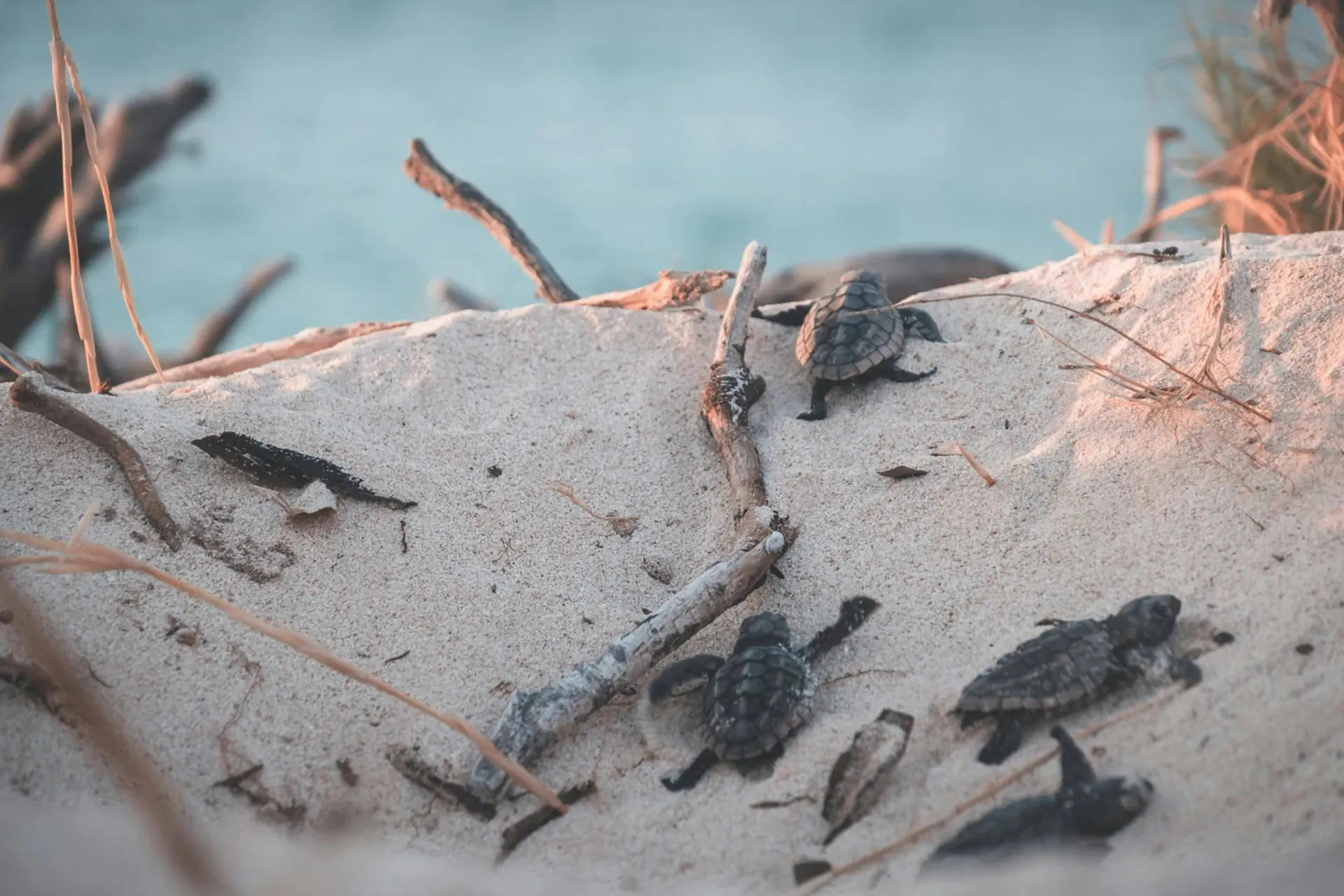 Several baby sea turtles on a sandy beach near the water.