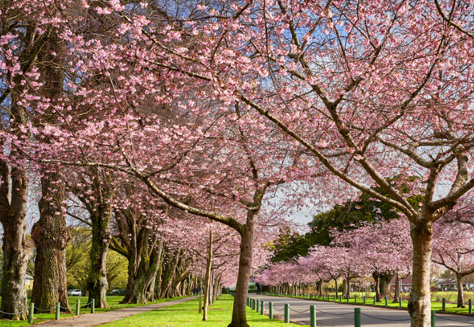A row of cherry blossom trees lined up on the side of a road.