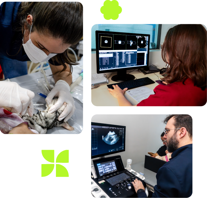 Pessoas com animais de estimação em uma clínica veterinária. 
