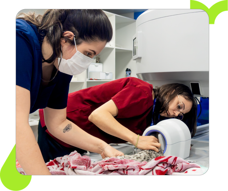 Veterinário e assistente examinando um raio X de um cachorro em uma clínica.